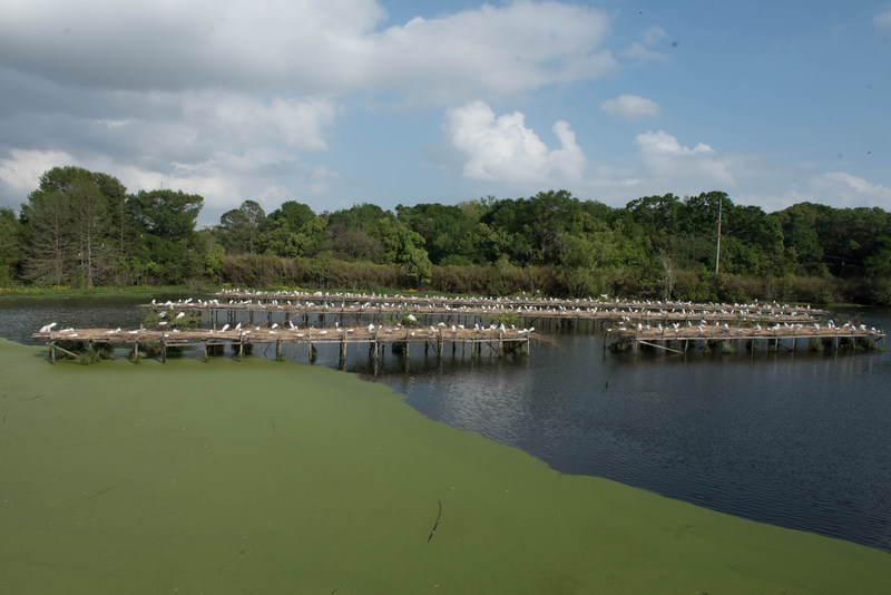 The McIlhenny family built these terraces, known as Bird City, in 1895 to help Snowy Egrets rebound from near extinction.